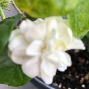 Meet your Posher, Nabat